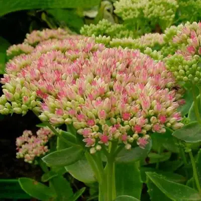 Очиток (седум) БРИЛЛИАНТ в Полоцке