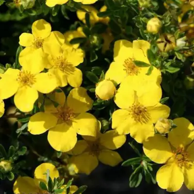 Лапчатка ХАКМАНС ГИГАНТ кустарниковая в Полоцке