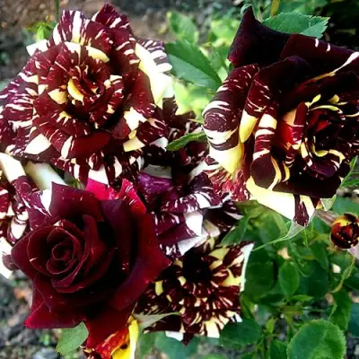 Роза ФОКУС ПОКУС флорибунда в Полоцке