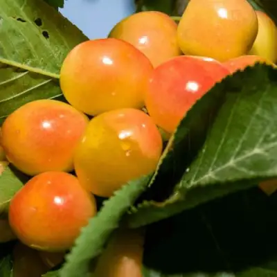 Дюк (черевишня) БЕЛОЧКА в Полоцке