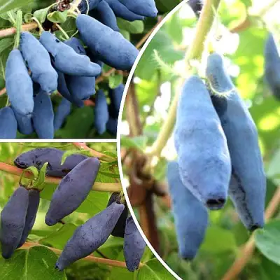 Комплект СЛАДКИЕ ХИТЫ в Полоцке