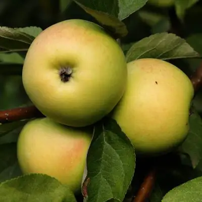 Яблоня ДАНИЛА в Полоцке