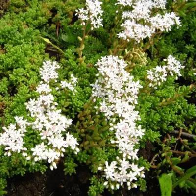 Очиток (седум) ХЛОРОТИКУМ белый в Полоцке