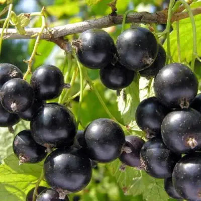 Смородина чёрная НЕСТЕР КОЗИН в Полоцке