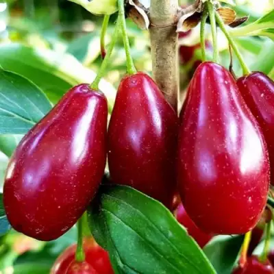 Кизил ВЛАДИМИРСКИЙ в Полоцке