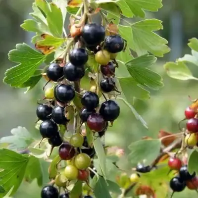 Смородина золотистая ПЛОТНОМЯСАЯ в Полоцке