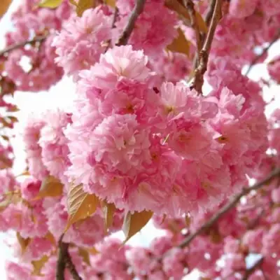 САКУРА  в Полоцке