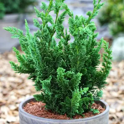 Кипарисовик ВИСЕЛЛИ лавсона в Полоцке