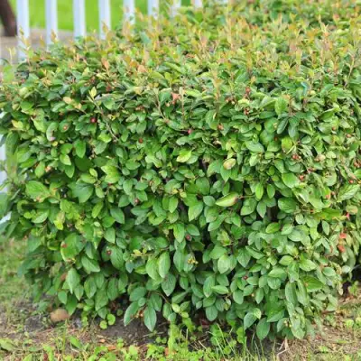 Кизильник блестящий в Полоцке