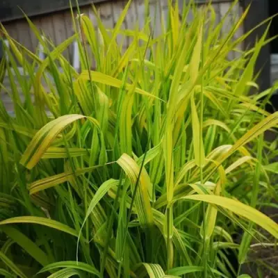 Фалярис АРКТИК САН тростниковый в Полоцке