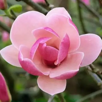 Магнолия РУСТИКА РУМБА в Полоцке