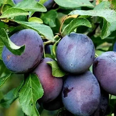 Слива ВЕНГЕРКА БЕЛОРУССКАЯ в Полоцке