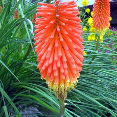 Книфофия БЕНГАЛ ФАЕР гибридная в Полоцке