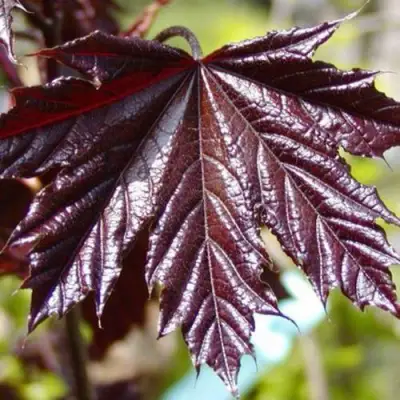 Клен КРИМСОН КИНГ остролистный в Полоцке