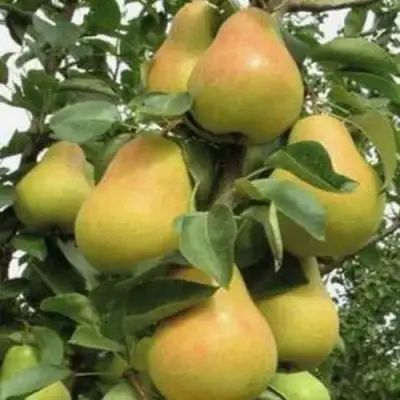 Груша ЛЮБИМИЦА ЯКОВЛЕВА в Полоцке