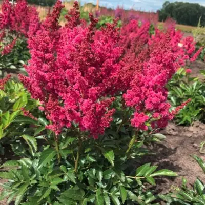 Астильба ЛАКИ ДЕЙ Арендса в Полоцке