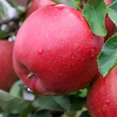 Яблоня ЧЕМПИОН в Полоцке