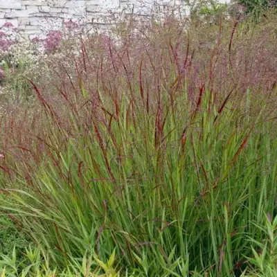 Просо ШЕНАНДО прутьевидное в Полоцке