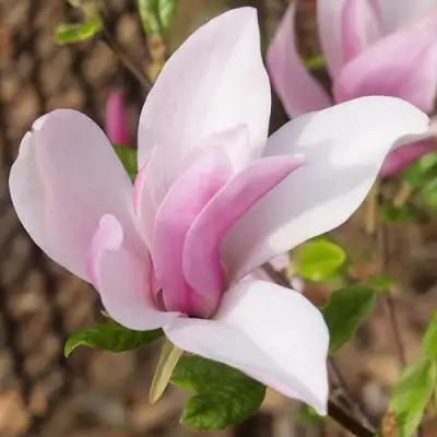 Магнолия БЕТТИ в Полоцке