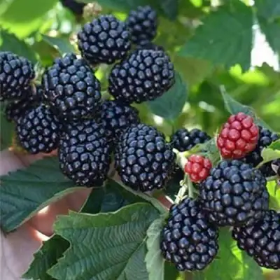 Ежевика ПОЛАР бесшипная  в Полоцке