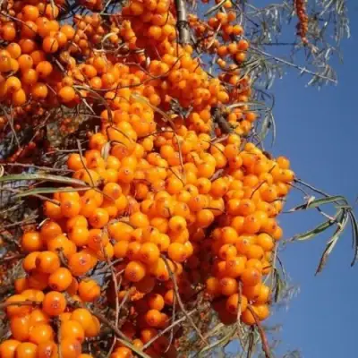 Облепиха СУДАРУШКА в Полоцке