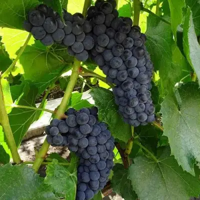 Виноград ВЭЛИАНТ в Полоцке