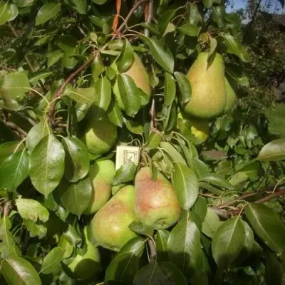 Груша БЕРЕ ЛЮКА в Полоцке