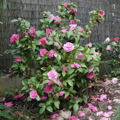 Камелия ДЕББИ в Полоцке