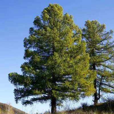 Лиственница сибирская в Полоцке