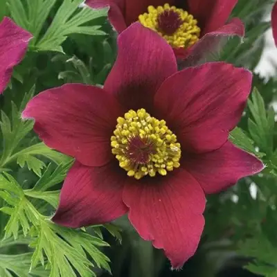 Прострел ПИНВИЛ РЕД ШЕЙДЕС в Полоцке