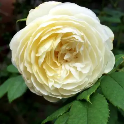 Роза КЛЭР ОСТИН английская в Полоцке