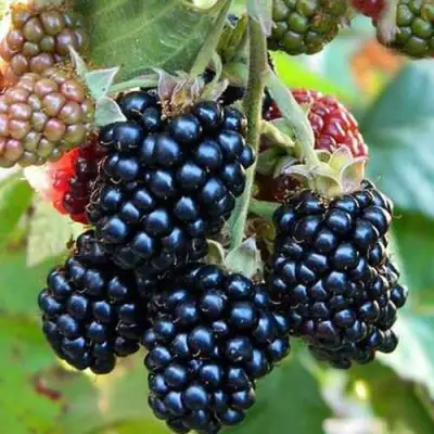 Ежевика ДЖАМБО бесшипная  в Полоцке