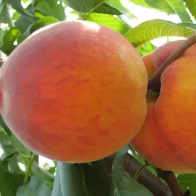 Персик СОЧНЫЙ в Полоцке