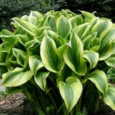 Хоста АУРЕОМАРГИНАТА в Полоцке