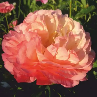 Пион КОРАЛ СУПРИМ травянистый в Полоцке