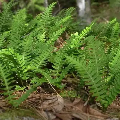 Многоножка обыкновенная в Полоцке