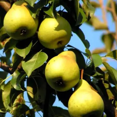 Груша НЕЖНОСТЬ колонновидная	 в Полоцке