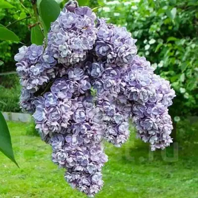 Сирень АМИ ШОТТ в Полоцке