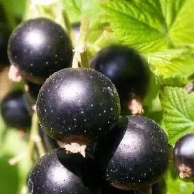 Смородина черная ЧЕРНООКАЯ в Полоцке