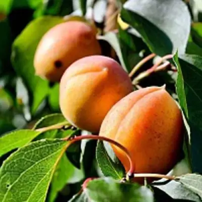 Абрикос БАЙ в Полоцке