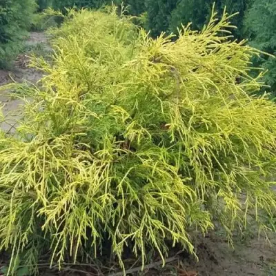 Кипарисовик ФИЛИФЕРА АУРЕА горохоплодный в Полоцке