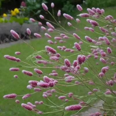 Кровохлебка РОК ЭНД РОЛЛ в Полоцке