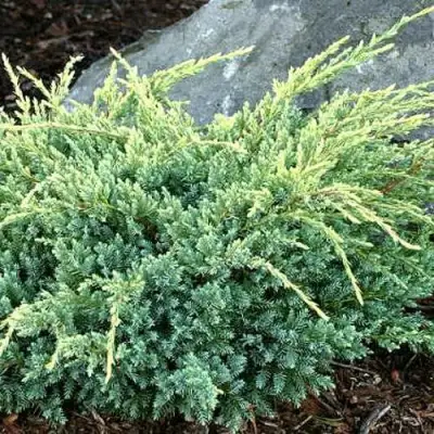 Можжевельник ХОЛГЕР чешуйчатый в Полоцке