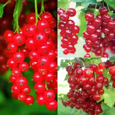 Комплект КРАСНЫЙ УРОЖАЙ в Полоцке