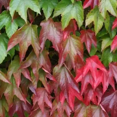 Девичий виноград тройчатый ВИЧИ в Полоцке