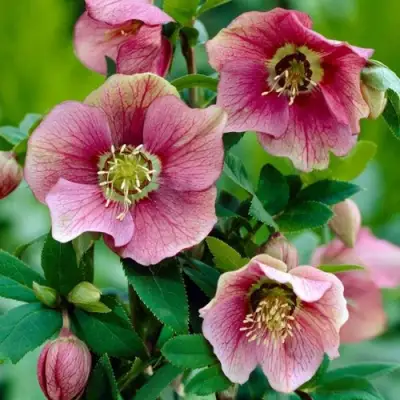 Морозник ВОСТОЧНЫЙ в Полоцке