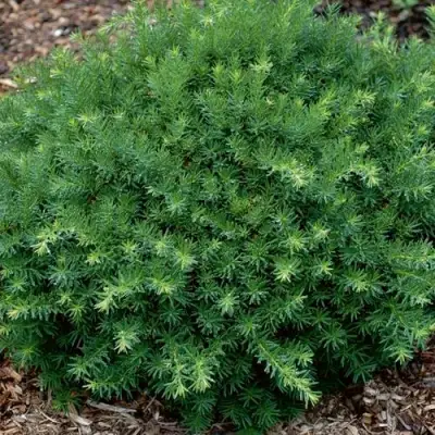 Тис ХИКСИ средний в Полоцке