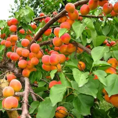 Абрикос ОТБОР АСТАХОВА в Полоцке