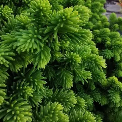 Ель ЛИТЛ ДЖЕМ обыкновенная в Полоцке