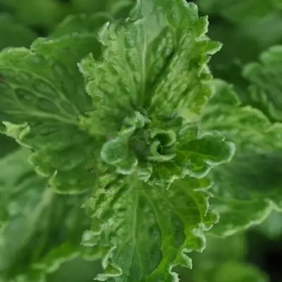 Мята КРИСПА в Полоцке